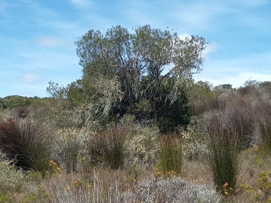 3 Bedroom Property for Sale in Stilbaai Rural Western Cape